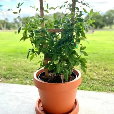 Snowbank Blackberry Plant (Height: 8 - 12 IN)