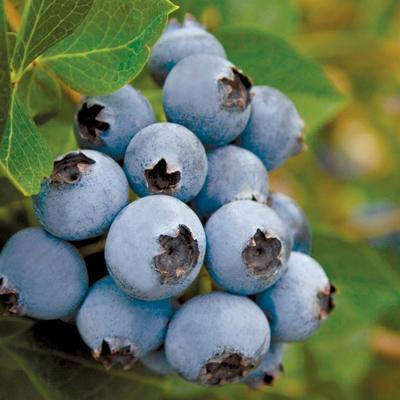 Snowchaser Blueberry Plant (Height: 8 - 12 IN)