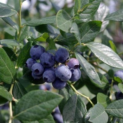 Snowchaser Blueberry Plant (Height: 8 - 12 IN)