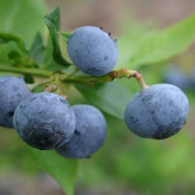 Snowchaser Blueberry Plant (Height: 8 - 12 IN)