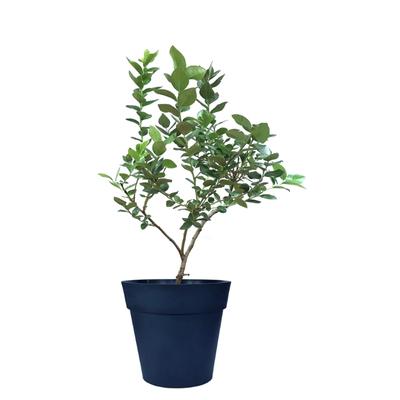 Snowchaser Blueberry Plant (Height: 8 - 12 IN)