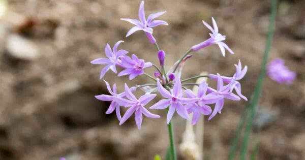 Society Garlic plant 1