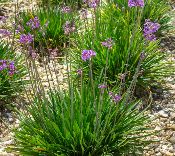 Society Garlic plant