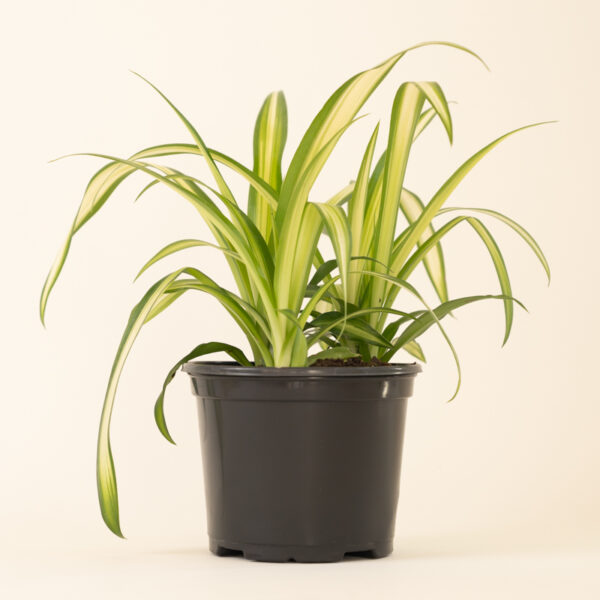 Spider Plant