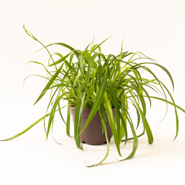 Spider Plant - Green