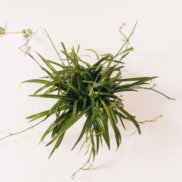 SpiderPlant-Green_1
