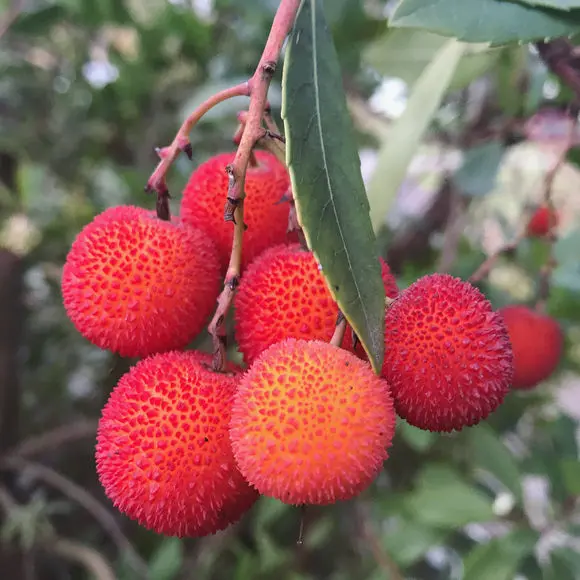 Strawberry Tree (Height: 3 - 4 FT)