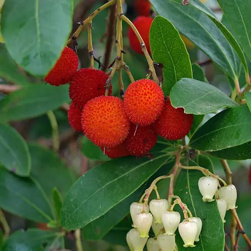 strawberry tree fruit