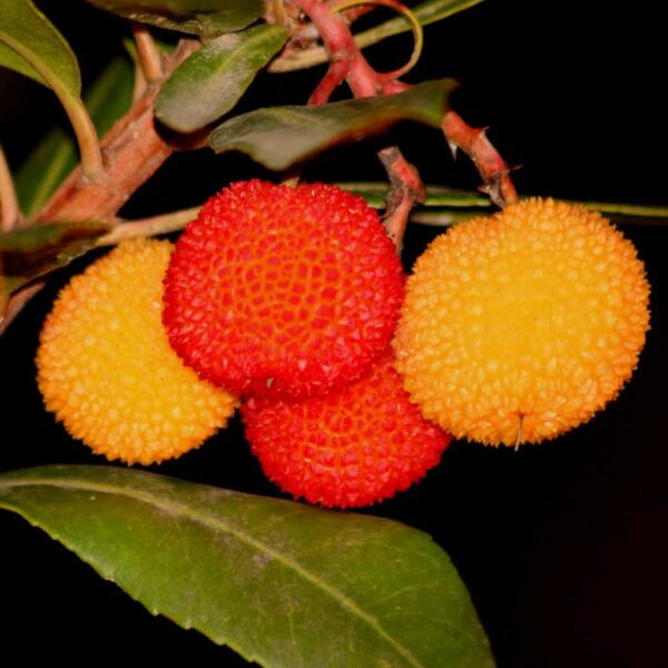 Strawberry-Tree-3