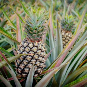 Sugarloaf-Pineapple-1