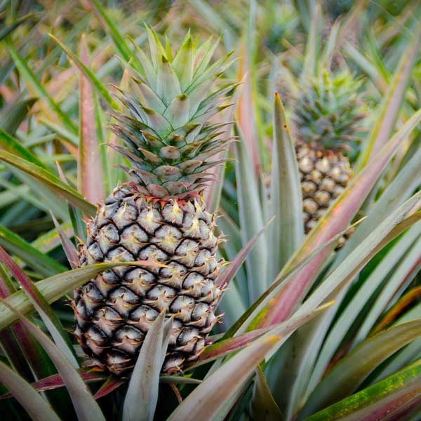 Sugarloaf Pineapple Plant (Height: 6 - 10 IN)