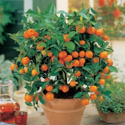 Sunburst Tangerine Tree (Height: 3 - 4 FT)