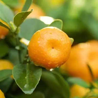 Sunburst Tangerine Tree (Height: 18 - 26 IN)