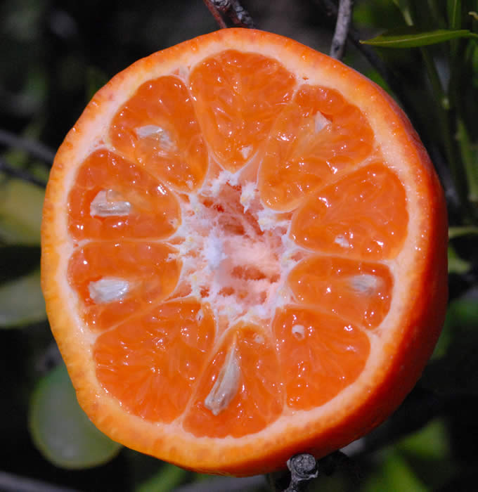 Sunburst Tangerine Tree (Height: 3 - 4 FT)