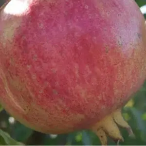 Surh-Anor-Pomegranate-Tree