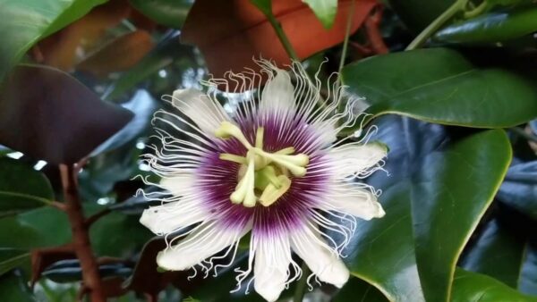 Sweet Sunrise Passion Fruit Vine 1