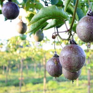 Sweet Sunrise Passion Fruit Vine 2