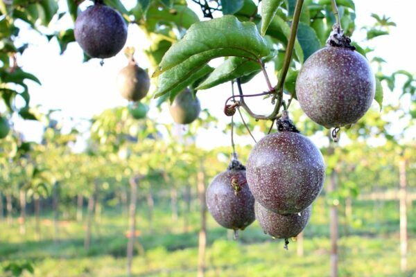 Sweet Sunrise Passion Fruit Vine