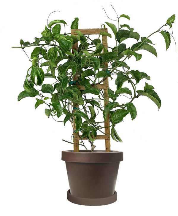 Sweet Sunrise Passion Fruit Vine