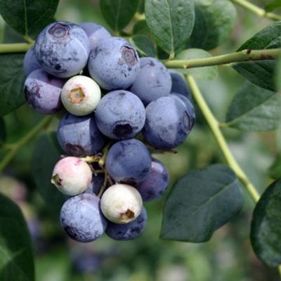 Sweetcrisp Blueberry Plant (Height: 8 - 12 IN)