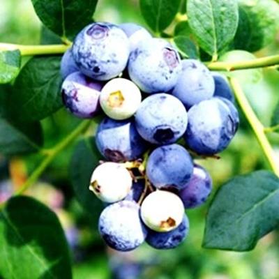 Sweetcrisp Blueberry Plant (Height: 8 - 12 IN)