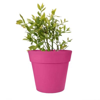 Sweetcrisp Blueberry Plant (Height: 8 - 12 IN)