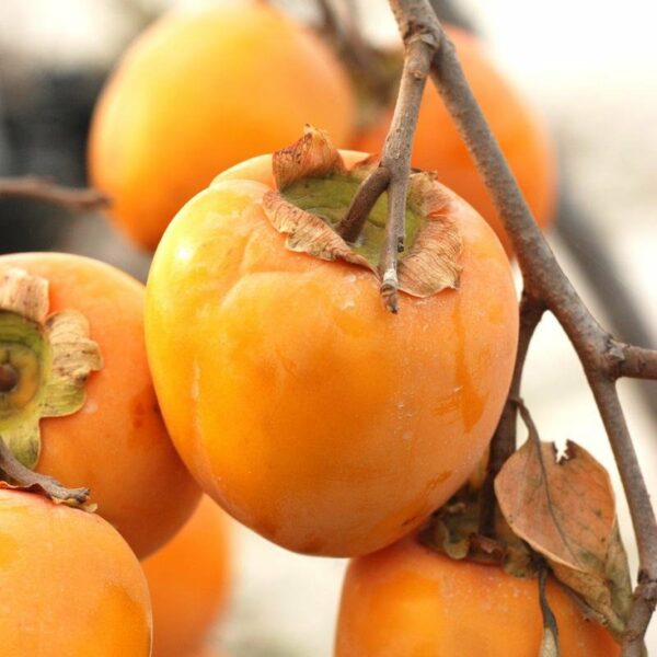 Tanenashi Persimmon Tree