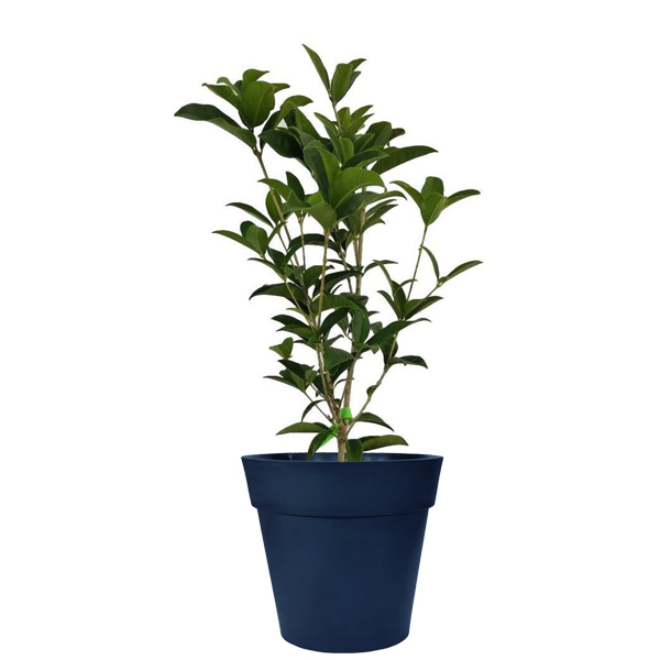 Tea Tree - (White, Black And Green Tea) (Height: 18 - 26 IN)