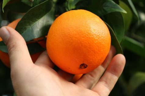 The Navel Orange One of the World's Most Healthful and Popular Clones