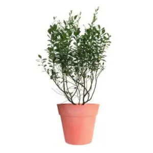 Tifblue Blueberry Bush 400-1