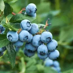Tifblue Blueberry Bush 400-4