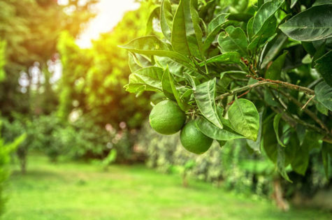 Tips on Growing Organic Citrus Fruit