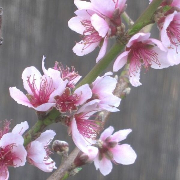 Tropic Snow Peach tree 1