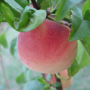 Tropic Snow Peach tree 2