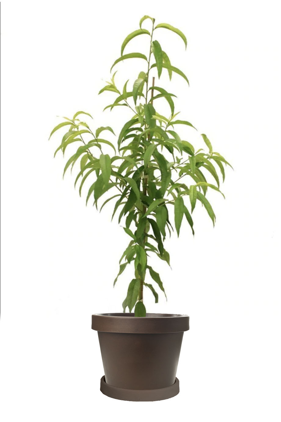 Tropic Prince Peach Tree (Height: 3 - 4 FT)