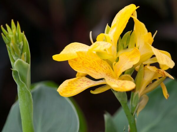 Tropical Yellow Canna Lily Plant