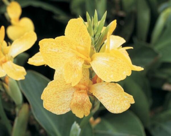 Tropical Yellow Canna Plant