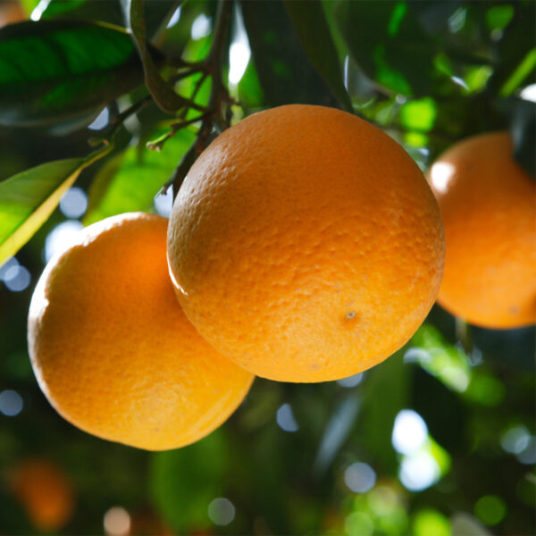 Valencia-Orange-Tree-01