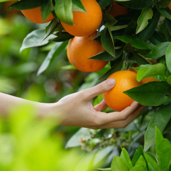Valencia-Orange-Tree-02