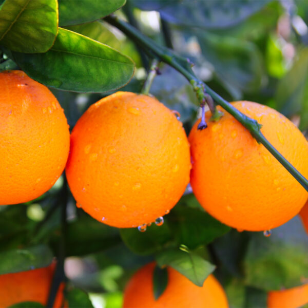 Valencia-Orange-Tree-04