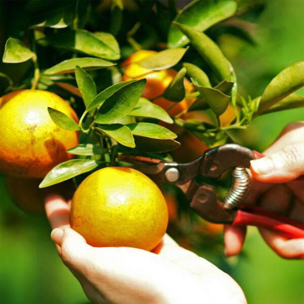 Valencia-Orange-Tree-05