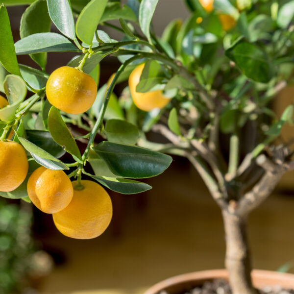 Valencia-Orange-Tree-06