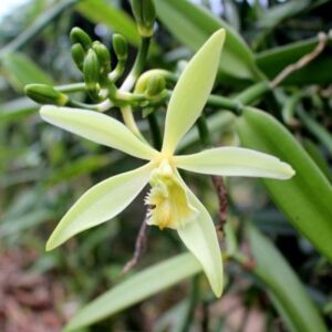 Vanilla Orchid Plant 400-1