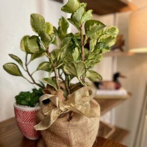 Variegated Peperomia