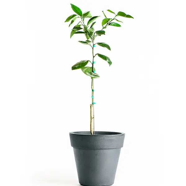 Washington Navel Orange Tree (Height: 3 - 4 FT, Shape: Standard)