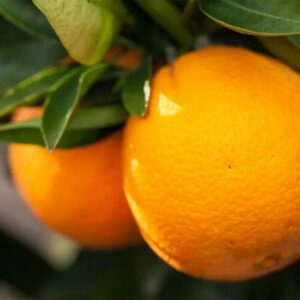 Washington-Navel-Orange-Tree-400-1