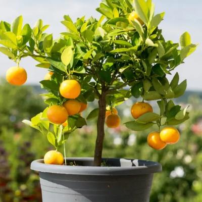 Washington Navel Orange Tree (Height: 3 - 4 FT, Shape: Standard)