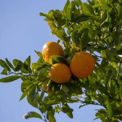 Washington Navel Orange Tree (Height: 3 - 4 FT, Shape: Standard)