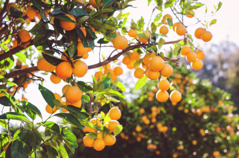 Citrus trees