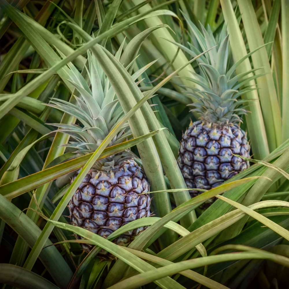 White Jade Pineapple Plant